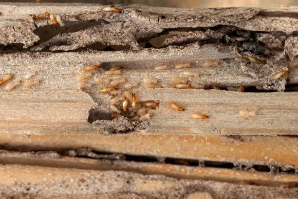 Best Affordable Pest Control Services  in Plymouth, PA